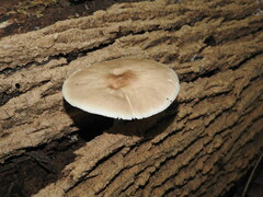 Pluteus