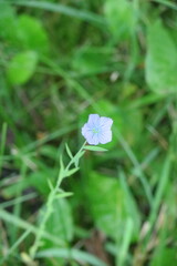 Linum usitatissimum
