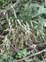 Elymus riparius