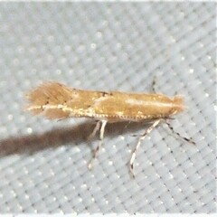 Cremastobombycia solidaginis