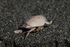 Emerita analoga