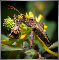Piezogaster calcarator