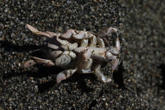 Emerita analoga