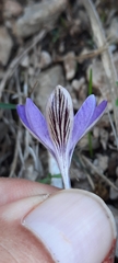 Crocus cambessedesii