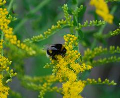Bombus