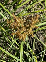 Cyperus javanicus