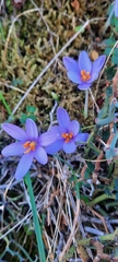 Crocus cambessedesii