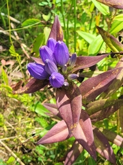 Gentiana andrewsii