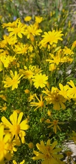Steirodiscus tagetes