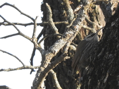 Lepidocolaptes angustirostris