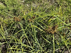 Cyperus javanicus