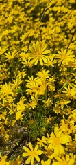 Steirodiscus tagetes