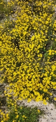 Steirodiscus tagetes