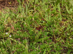 Celithemis elisa