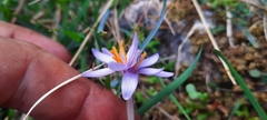 Crocus cambessedesii