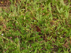 Celithemis elisa