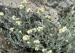 Artemisia albicans
