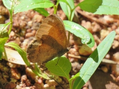 Cyllopsis pertepida