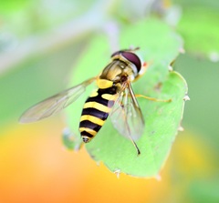 Syrphus rectus