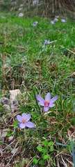 Crocus cambessedesii