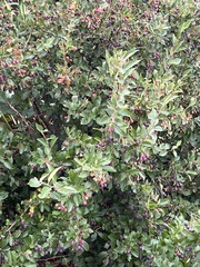 Cotoneaster lucidus