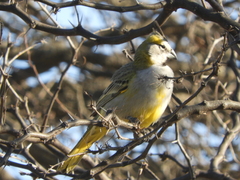 Gubernatrix cristata