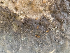 Acanthomyops