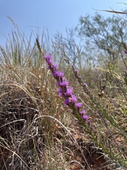 Liatris punctata