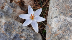 Crocus cambessedesii