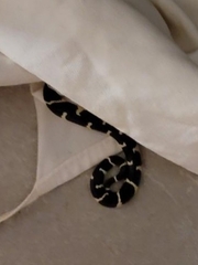 Lampropeltis californiae