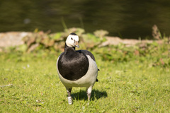 Branta leucopsis