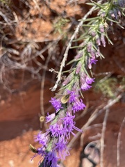 Liatris punctata
