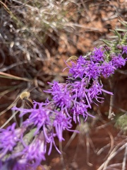 Liatris punctata
