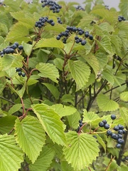 Viburnum recognitum