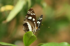 Phaedyma shepherdi