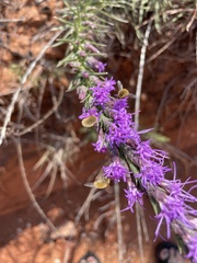 Liatris punctata