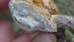 Hypomyces chrysospermus