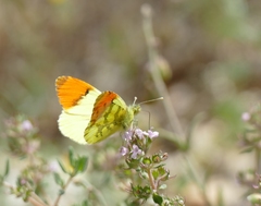 Anthocharis euphenoides