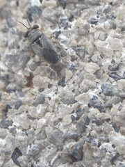Geocoris