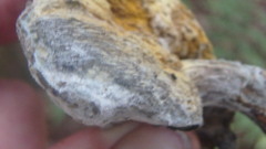 Hypomyces chrysospermus