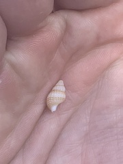 Ilyanassa trivittata