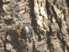 Limodromus assimilis