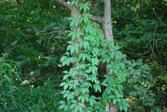 Parthenocissus quinquefolia