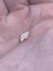 Ilyanassa trivittata