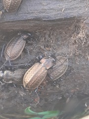 Carabus granulatus