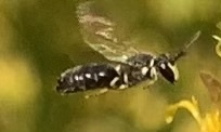 Hylaeus leptocephalus