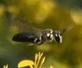 Hylaeus leptocephalus