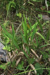 Dichanthelium xanthophysum