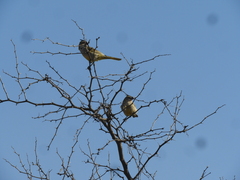 Gubernatrix cristata