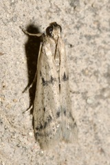Homoeosoma nebulella
